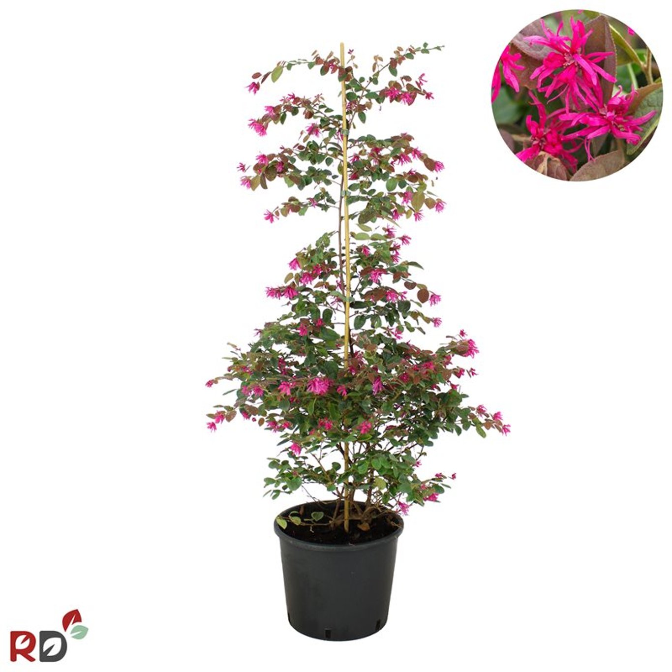 Loropetalum c. 'Daybreak's Flame - C12 80-100 CM